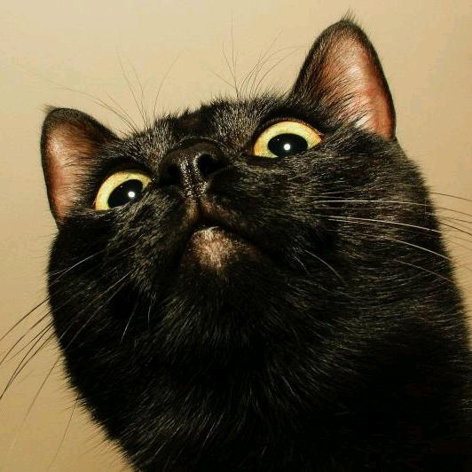 猫咪研究所