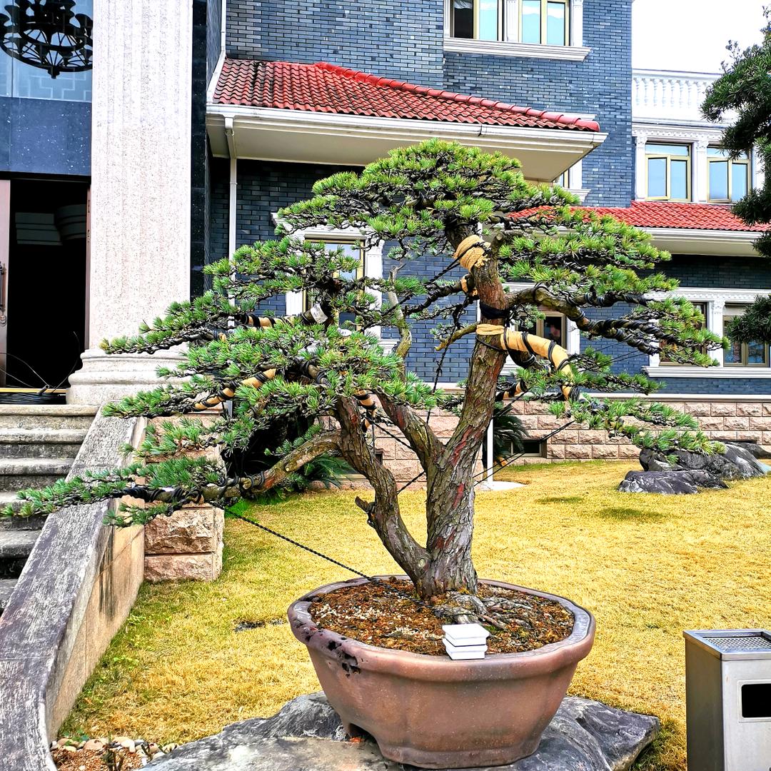 南苑听松 . 拈花楼主