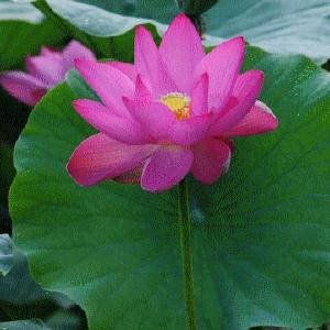 一枚水中花🌺
