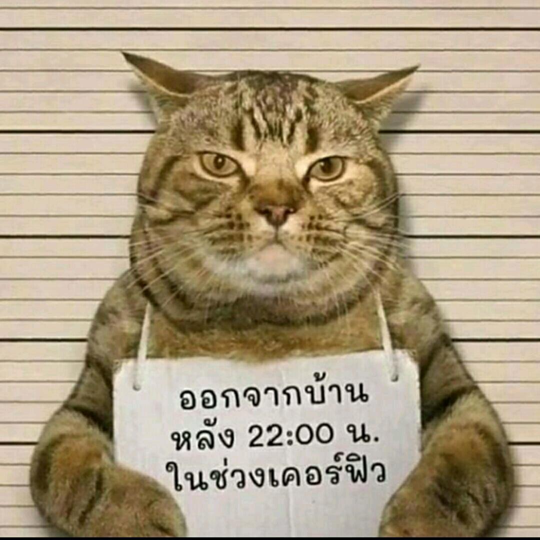 鳄鱼龟