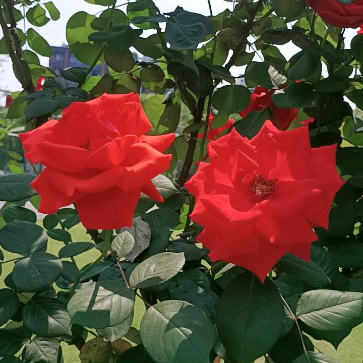 小静