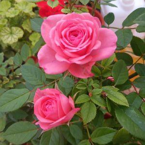 老周的桃源生活