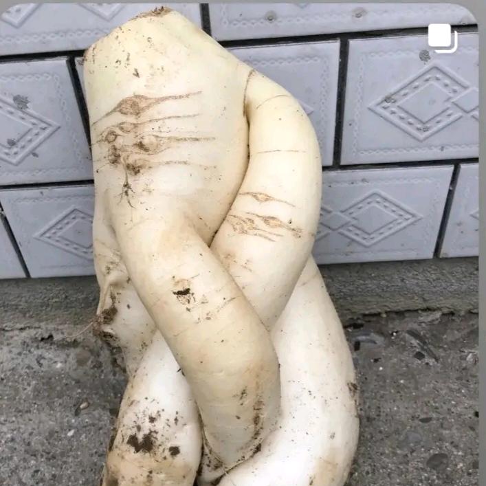 爱不离不弃