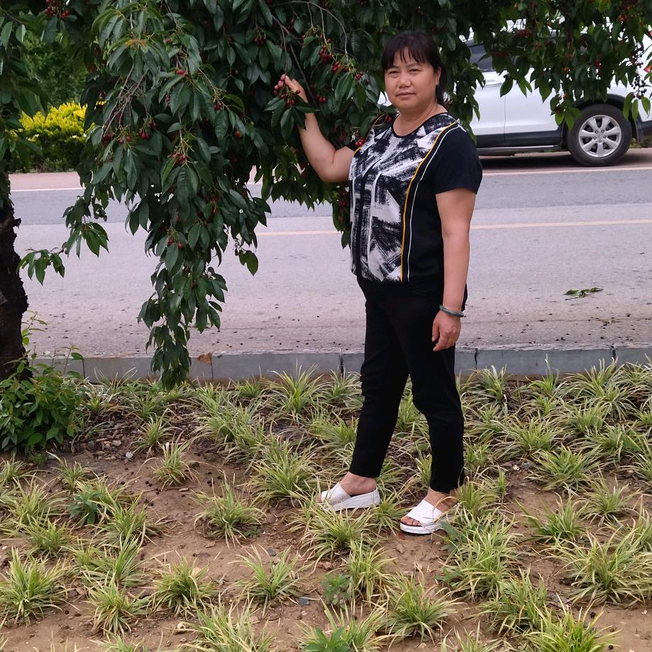 见菊