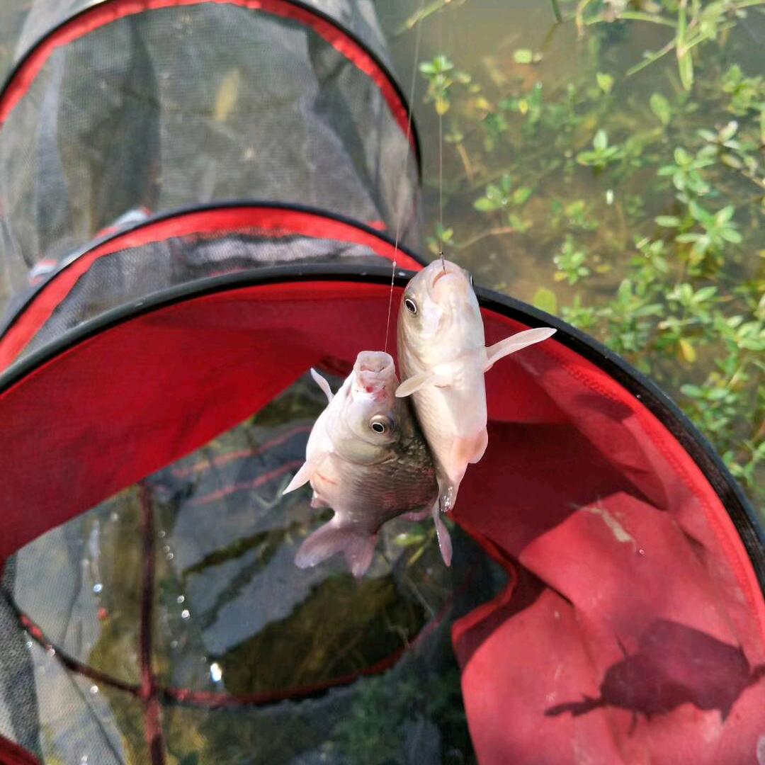 捞🐟摸🦐沈（专业野生鱼）