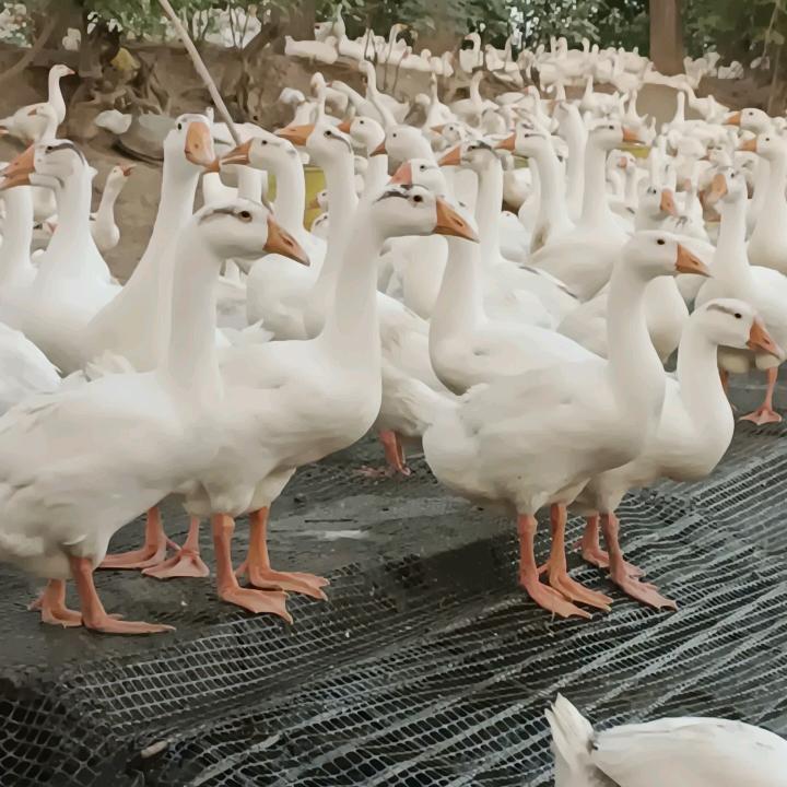 黄小宇
