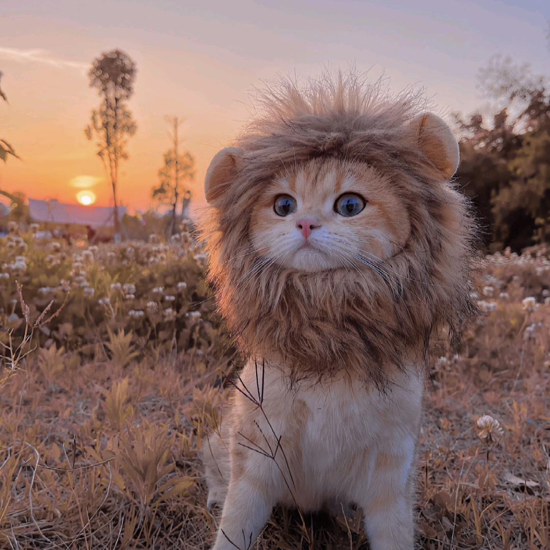 喵呜😽🐈🐾