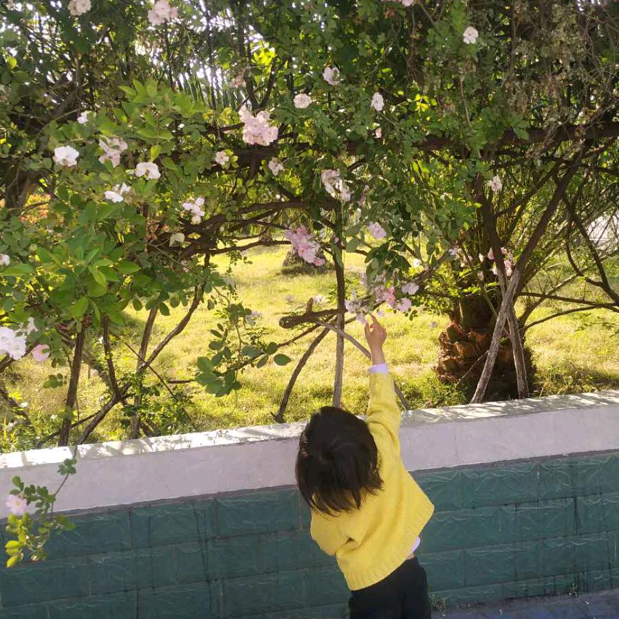 蝴蝶🌻🌻花香