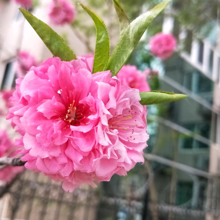 🍎