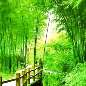 清风梅竹