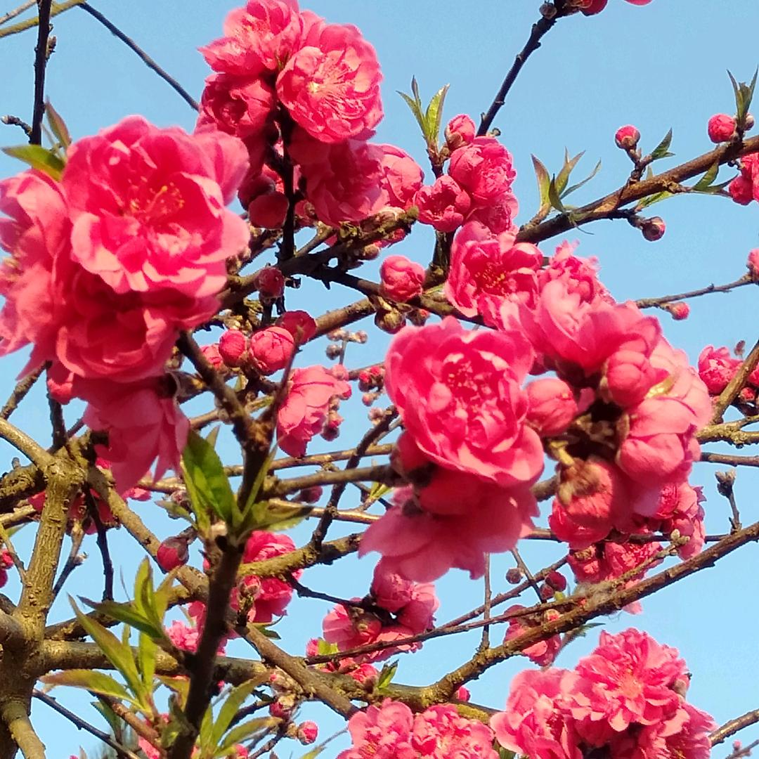 花儿向太阳