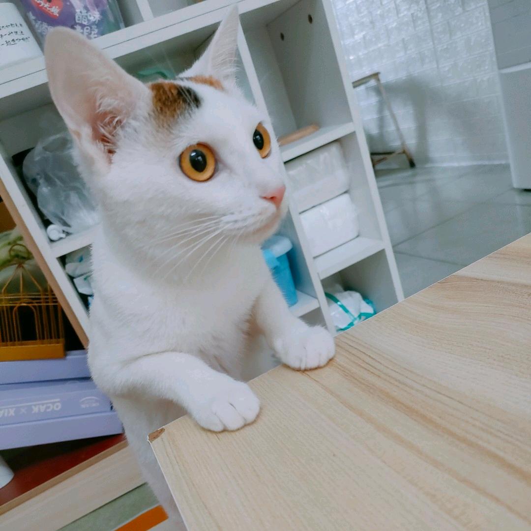 总监不是总监