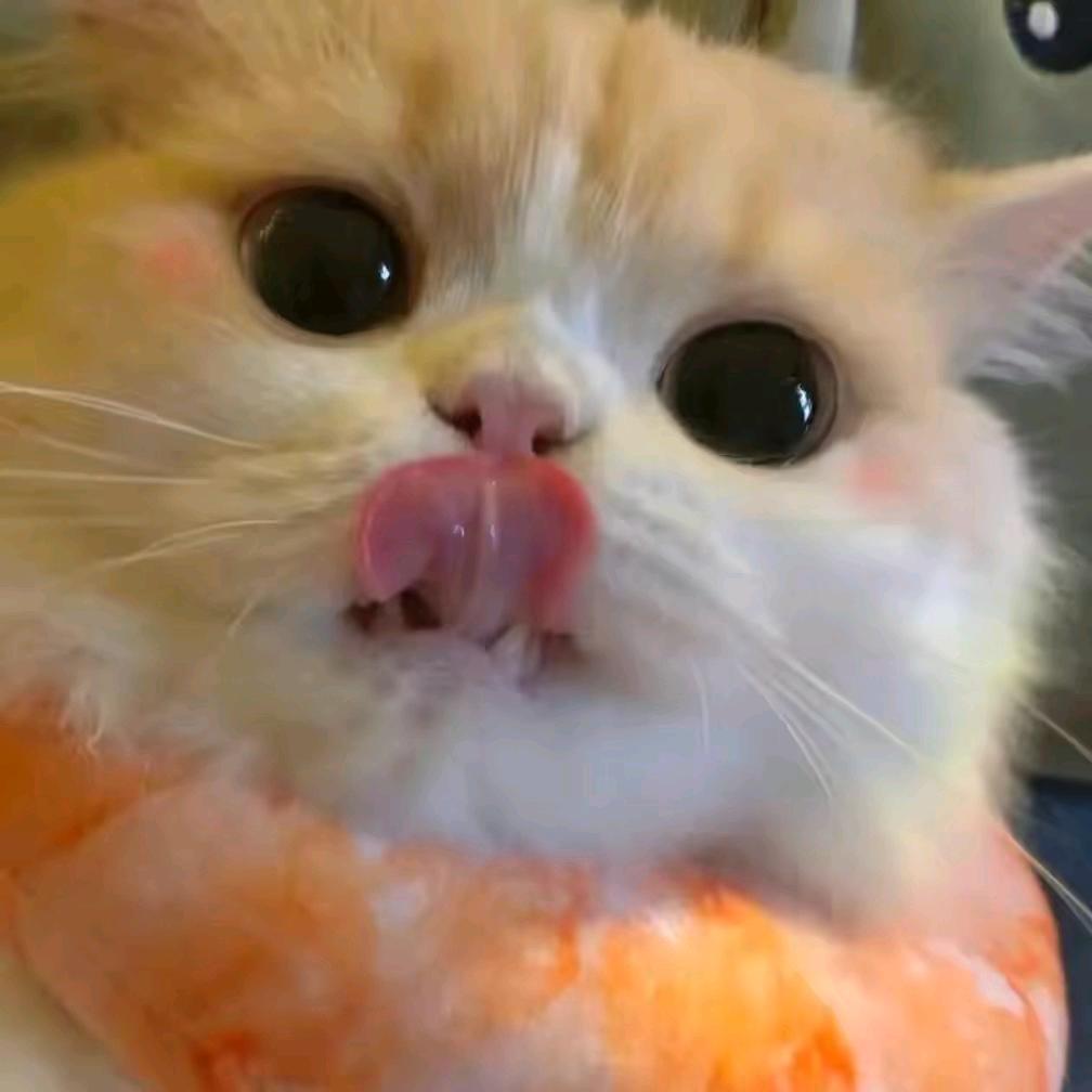 Fish𓆡𓆜𓆞𓆝