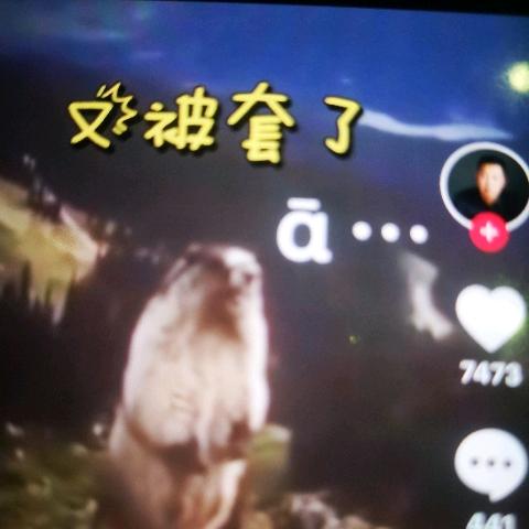 香哥