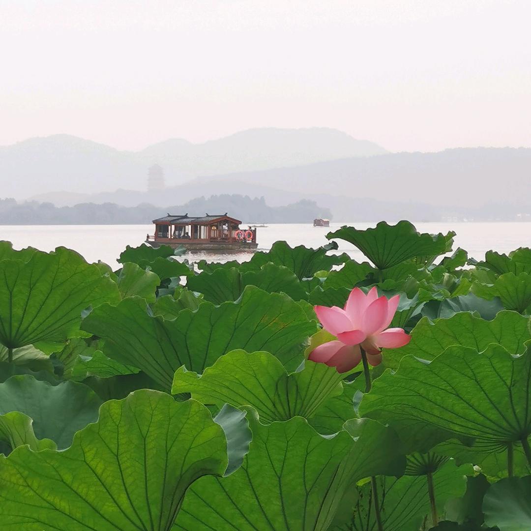 。花 。
