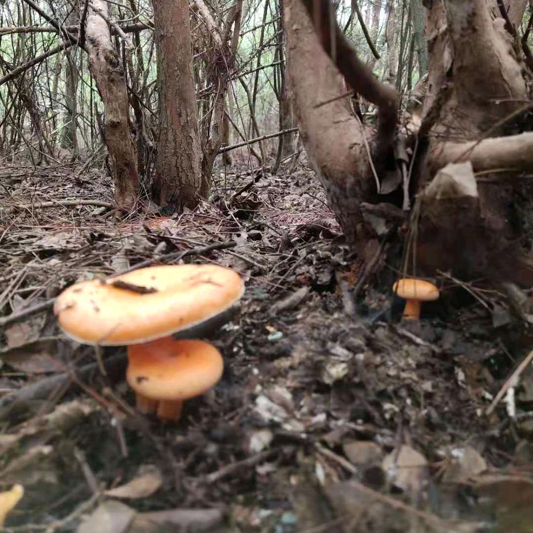爽爽