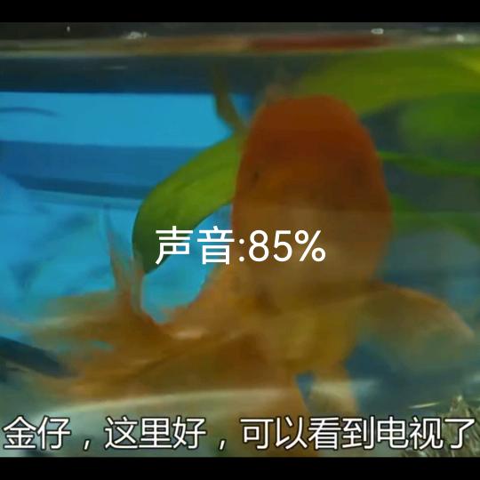 周大生陈文琴