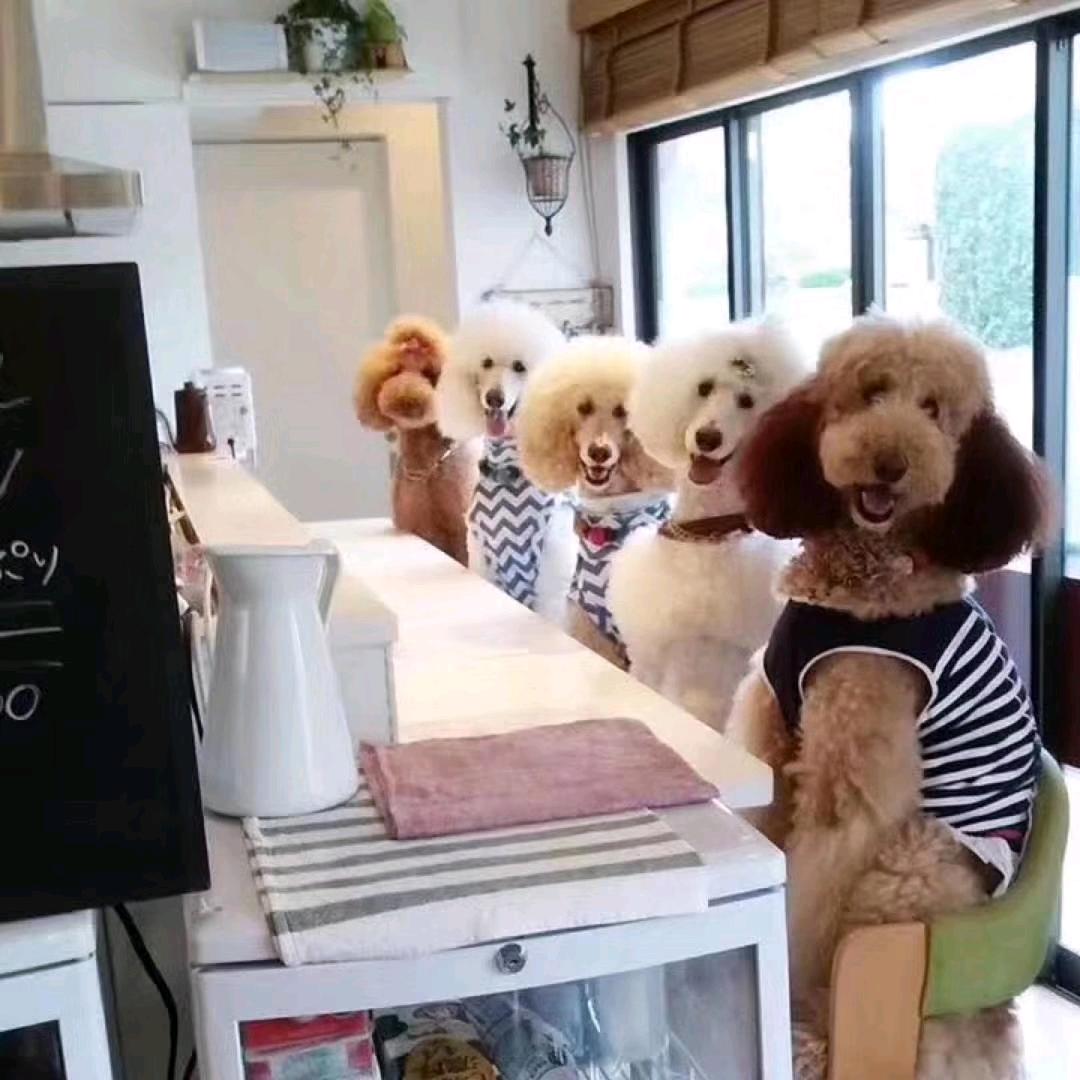 瑞宝宠物