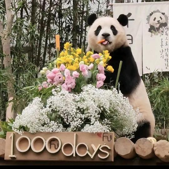 福噗噗～🐼🐼