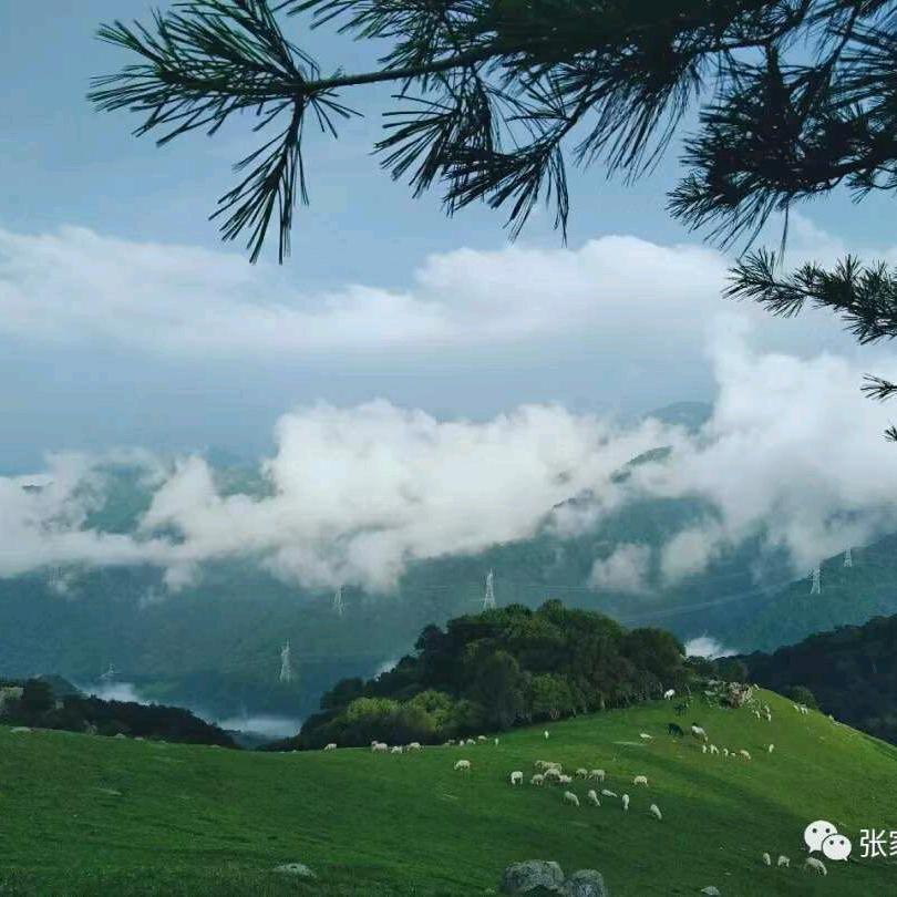 张家川在线