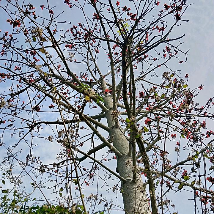 银柳年