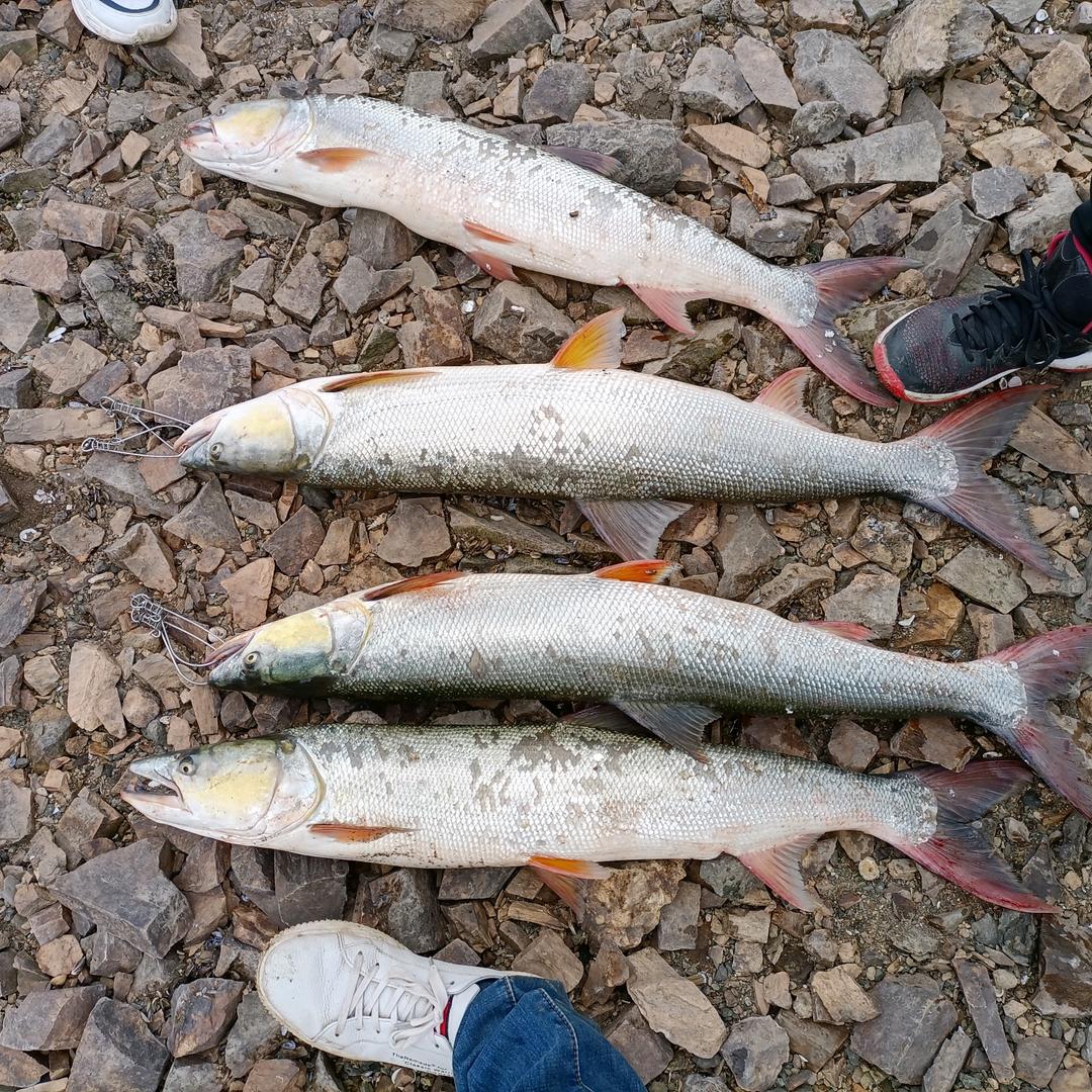🌈鳜迷心翘🌈