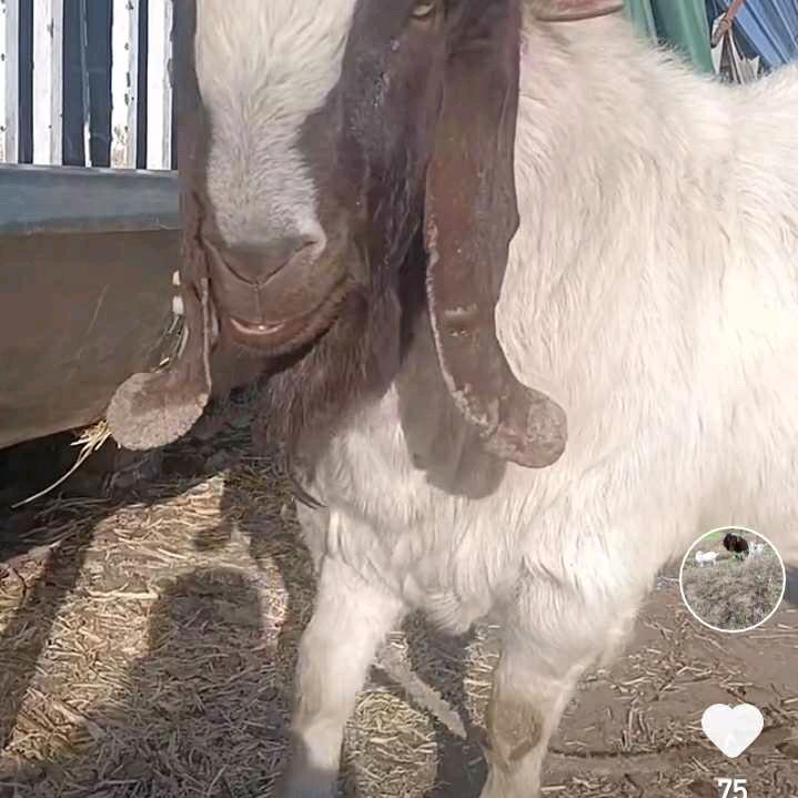 以诚相待，养羊联盟！灰太狼