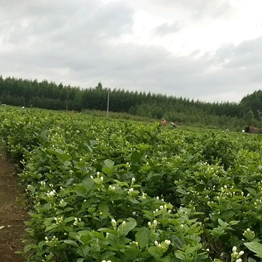 车里子