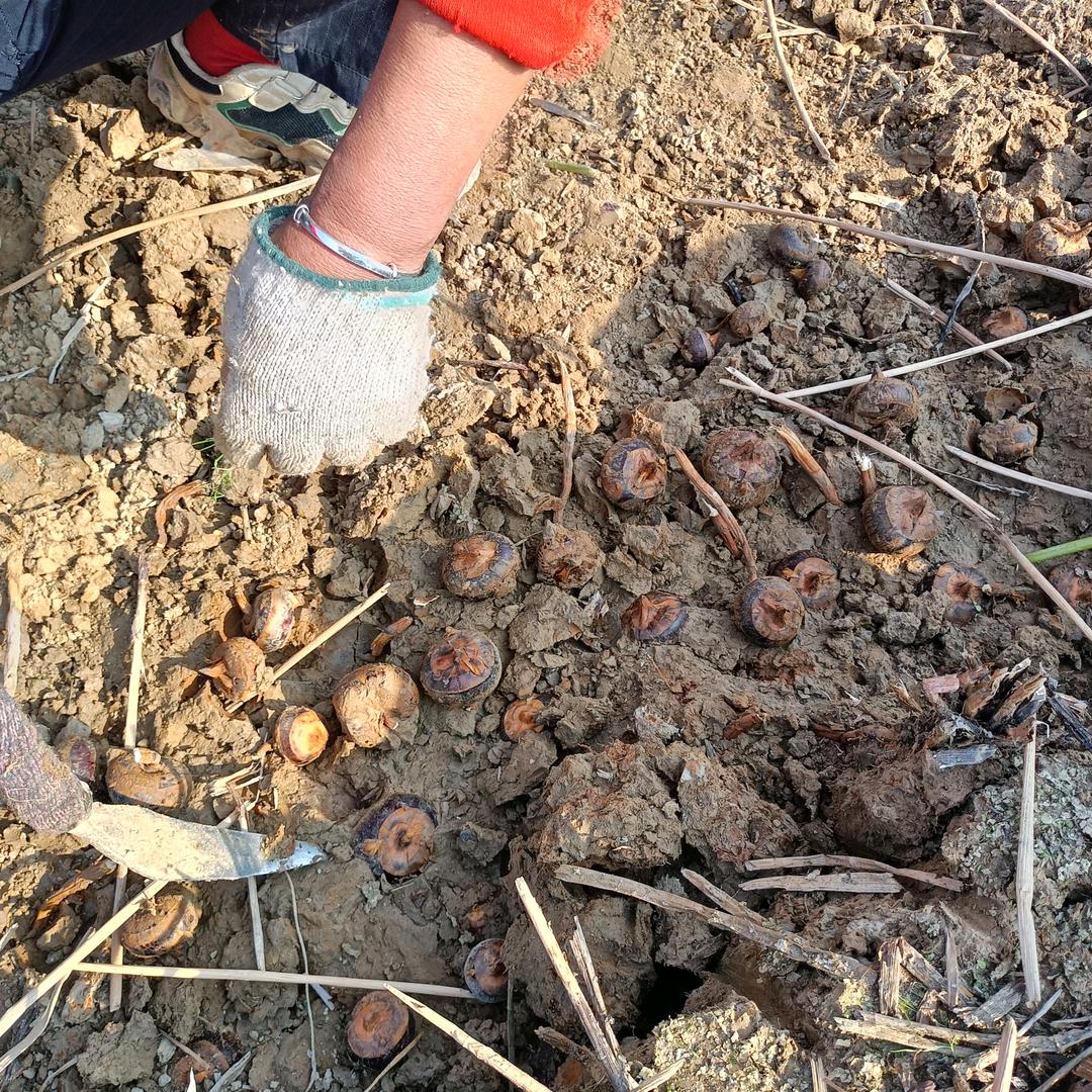 人间四月天—平