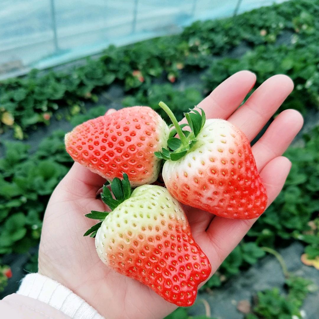 青春靓丽（拒绝连赞）