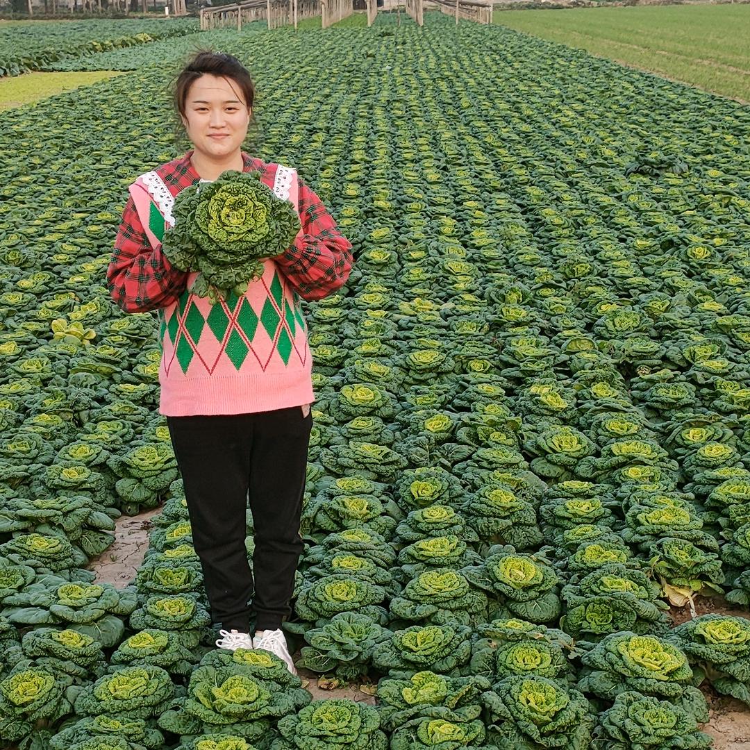 乐乐的菜园子