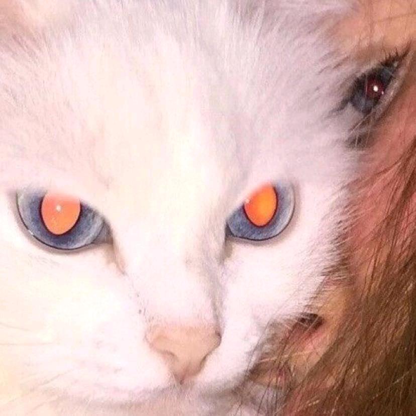 芝士裹猫猫