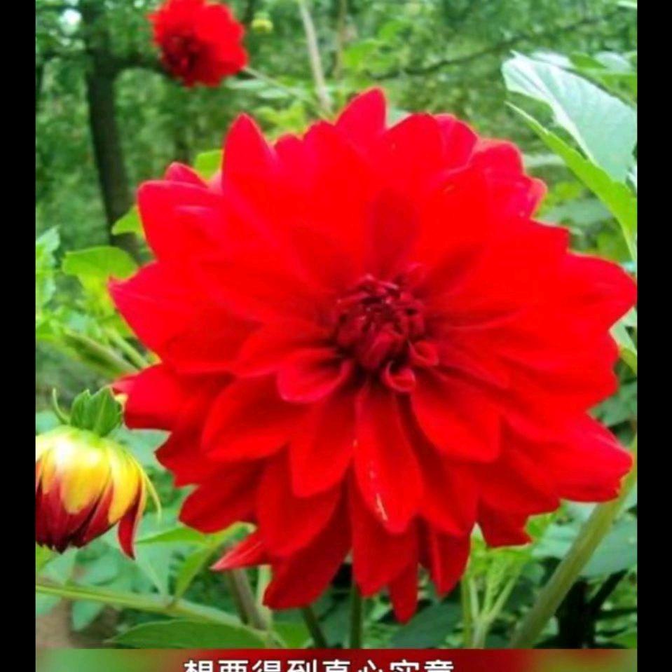 李玉兰