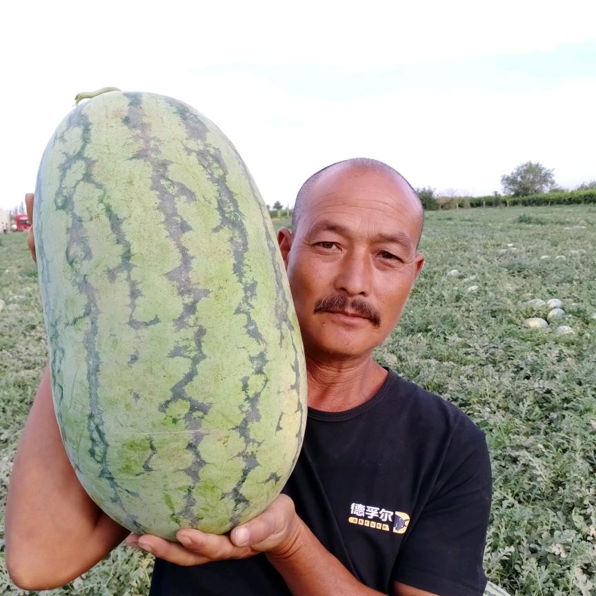 任长立代发各地市场，产地吐鲁番哈密昌吉。