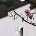 珍