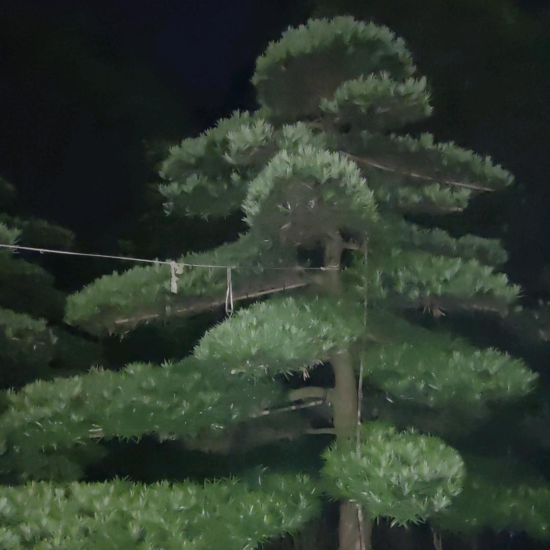 碧绿园艺场