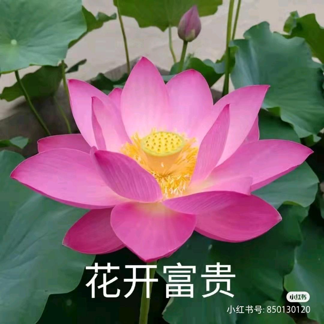 无味的柠檬水
