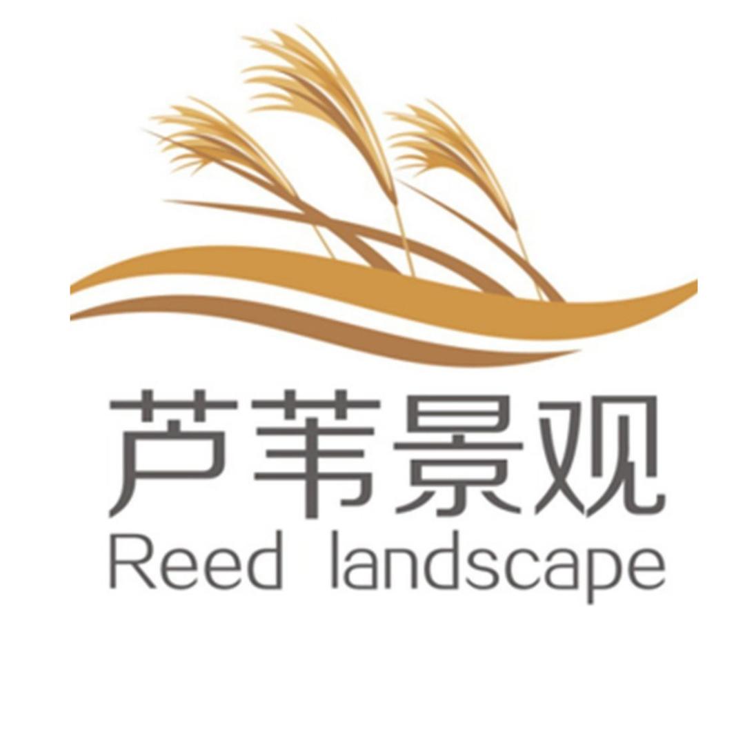 芦苇景观