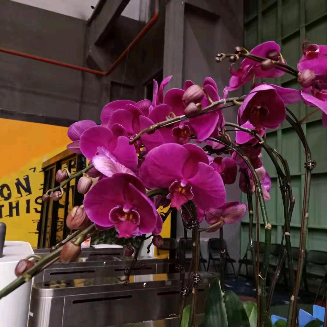 开心快乐每一天🌺