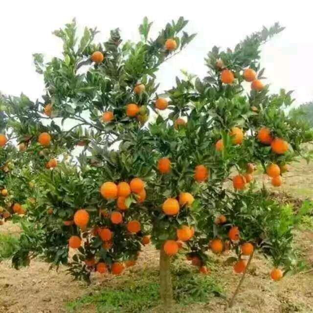 用户37325018359
