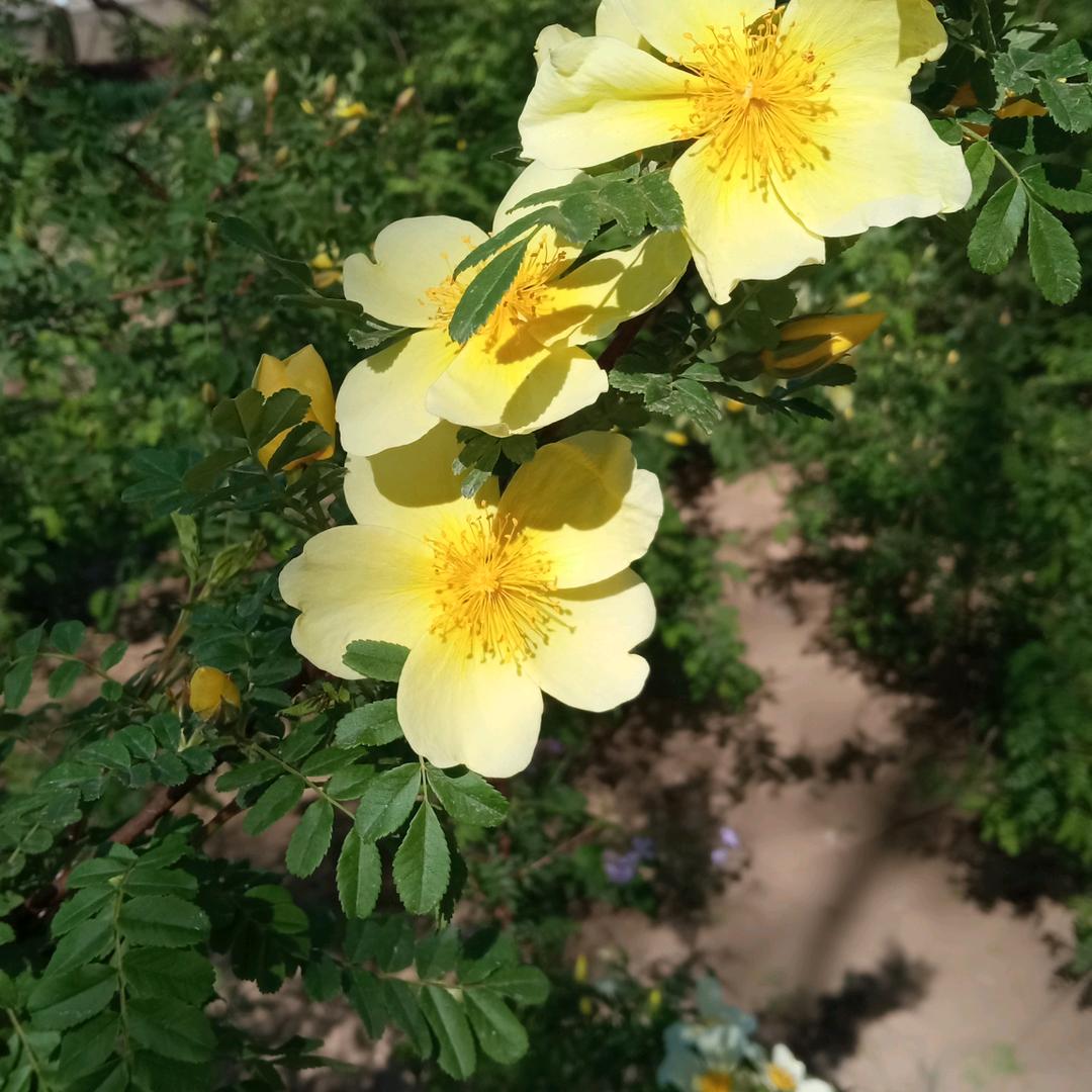 树根