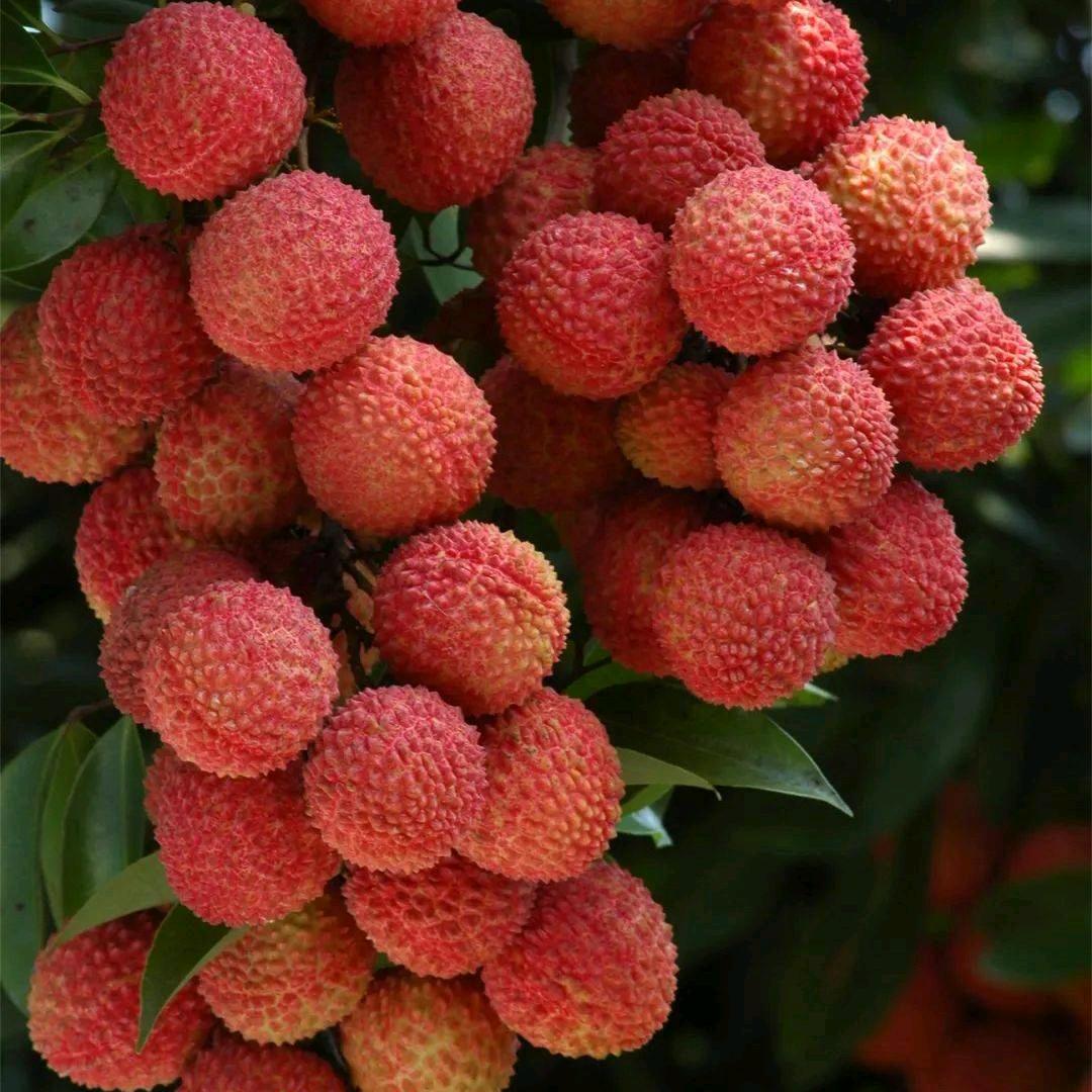 桂味