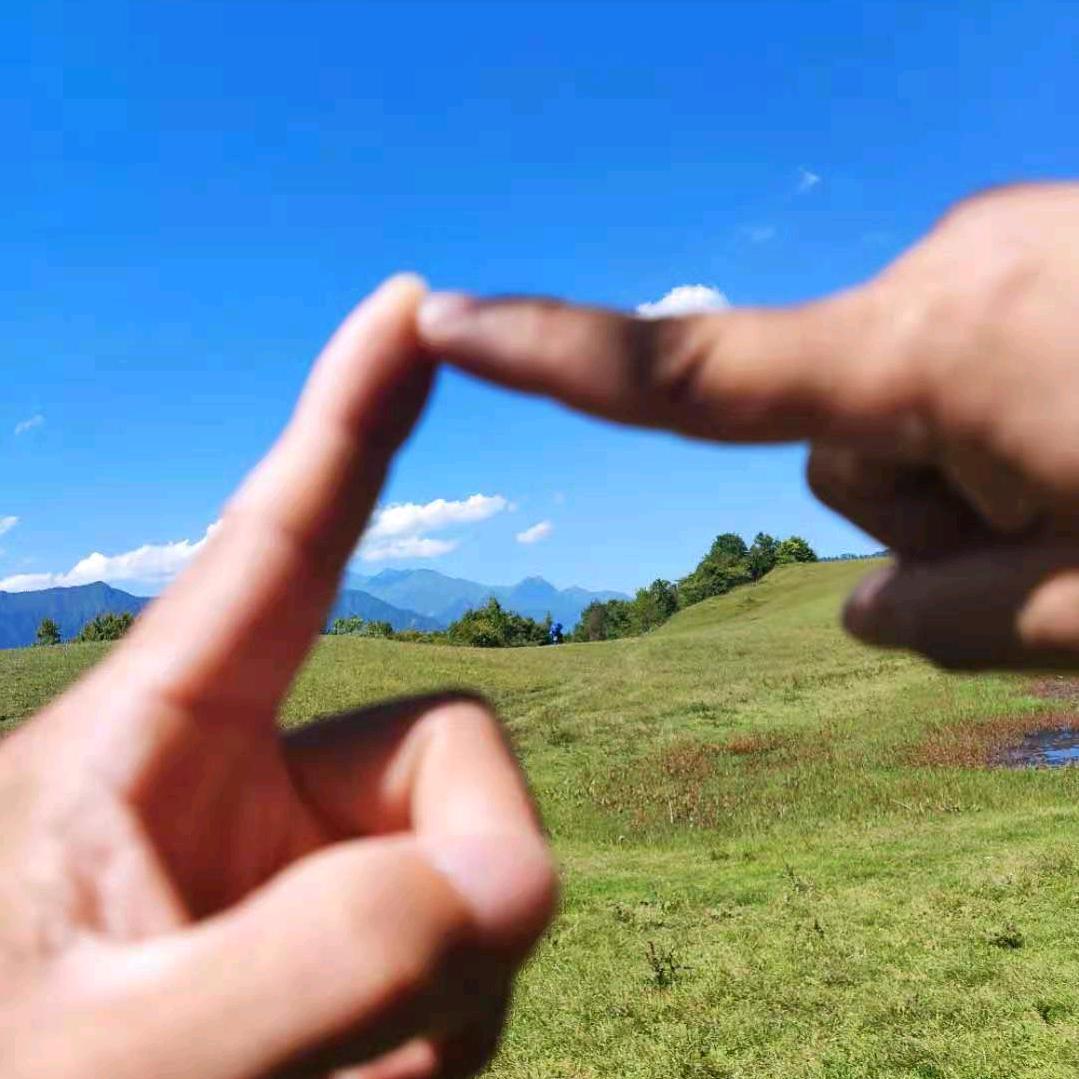 金色月季