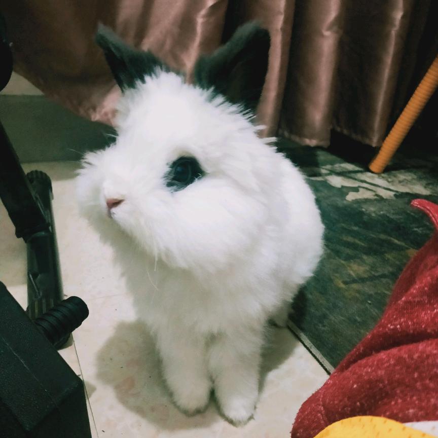尼莫是猫猫猫猫猫兔
