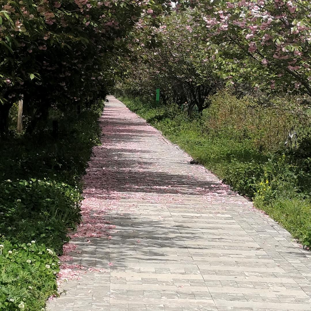 @（粤＿徽）远嫁的姑娘