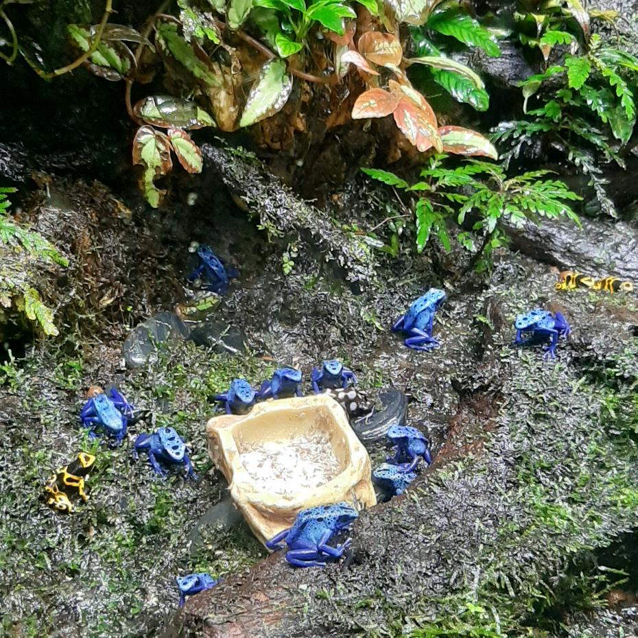 盛