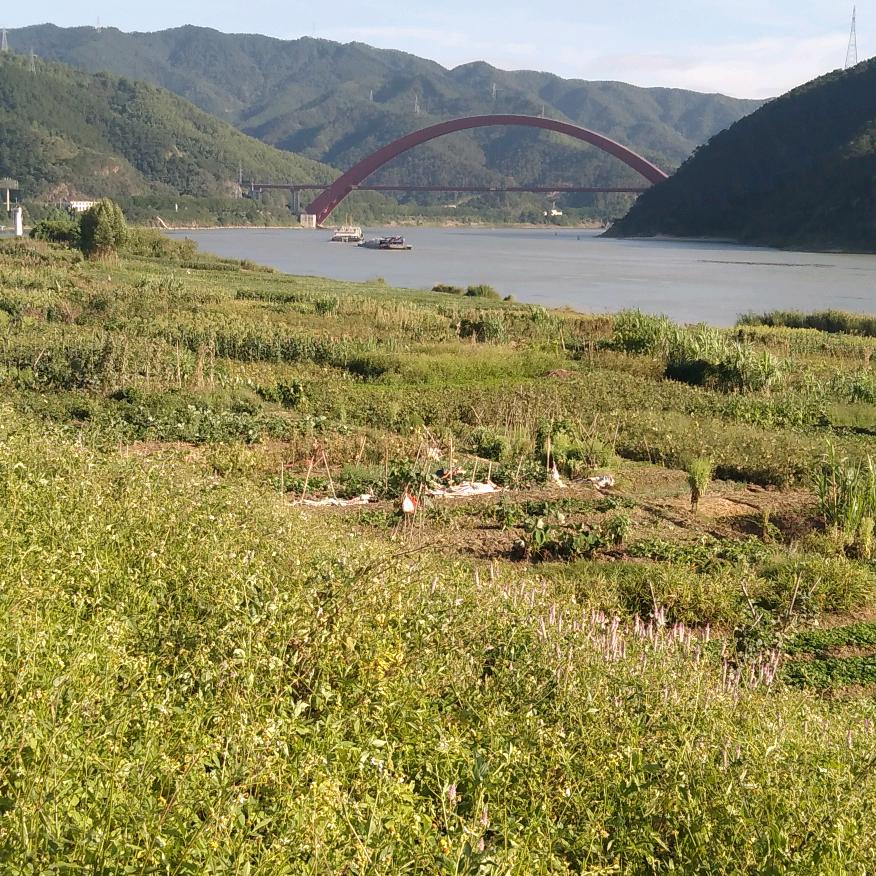 清枫
