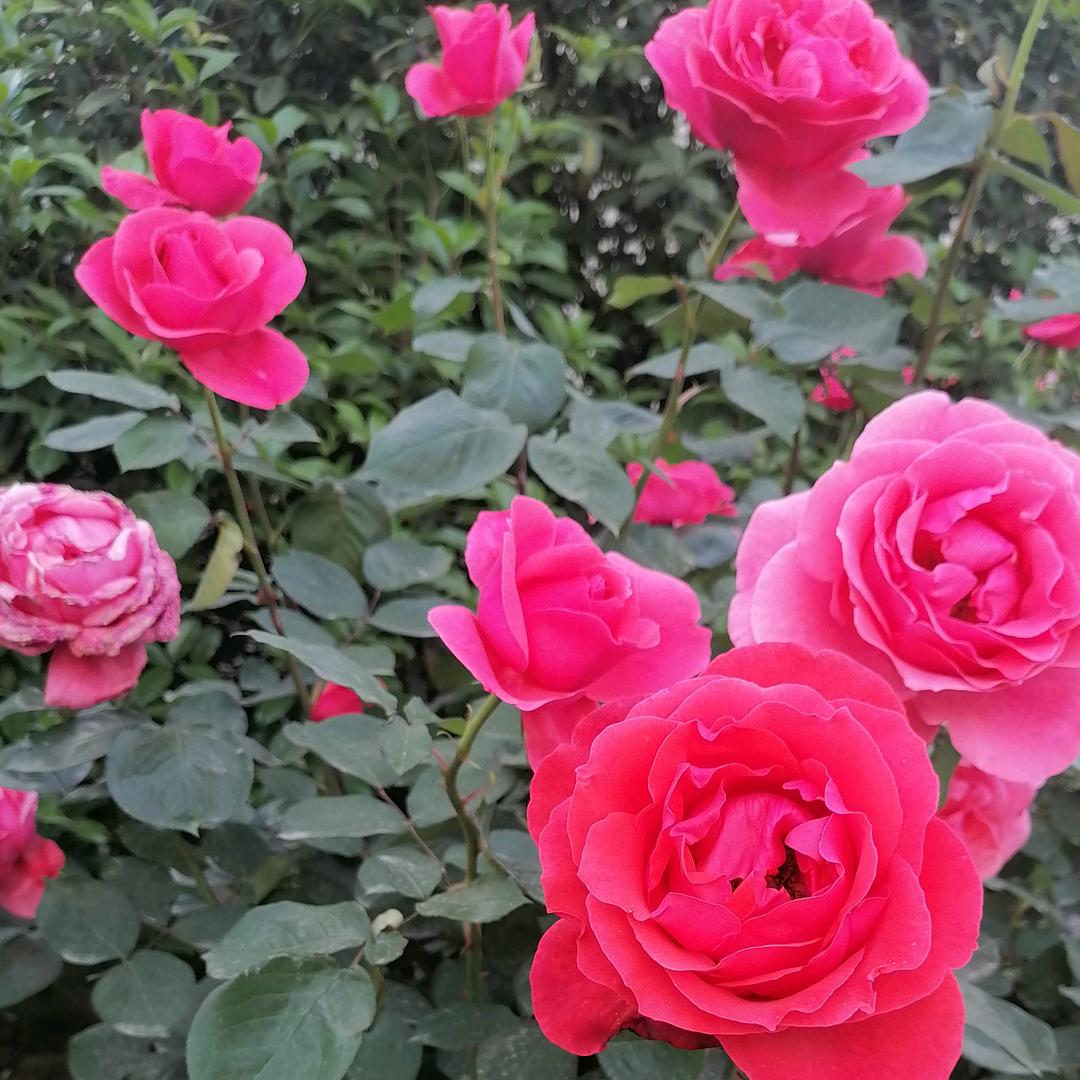 行驶在路上的我们鼎诚家政