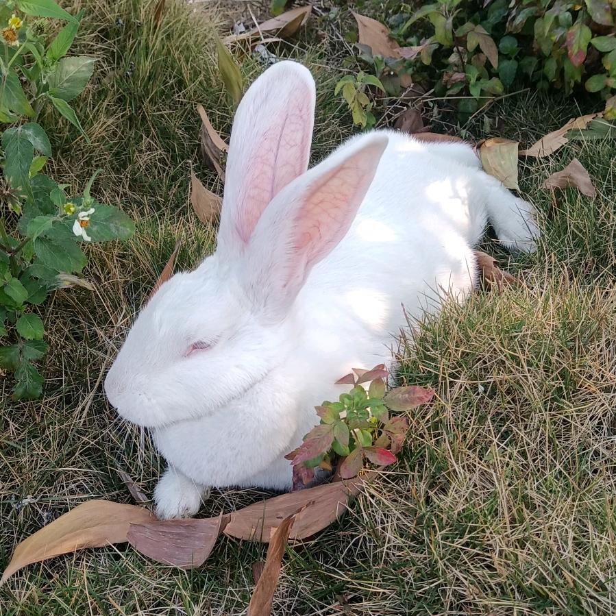 狗蛋