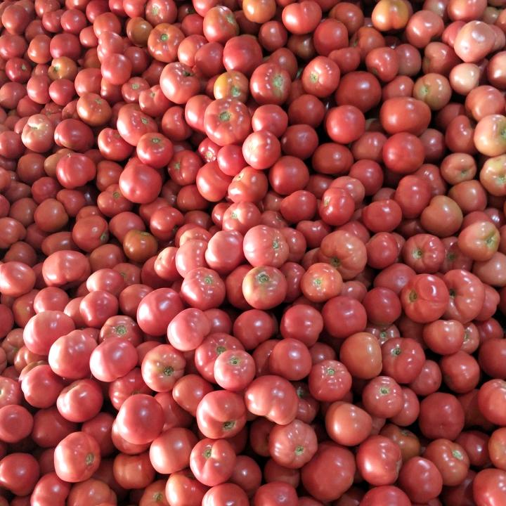 建东蔬菜西红柿西葫芦产地代收代发